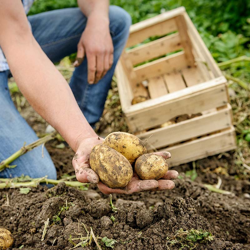 Ländle Kartoffeln